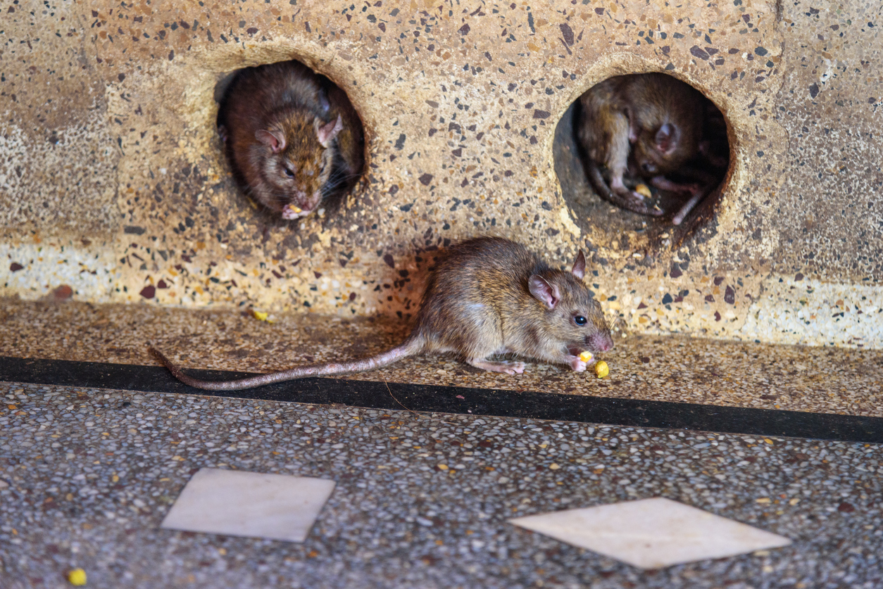 Do tamanho de um cão', ratos estão cada vez maiores e dominam Nova York -  Programa do Rochinha